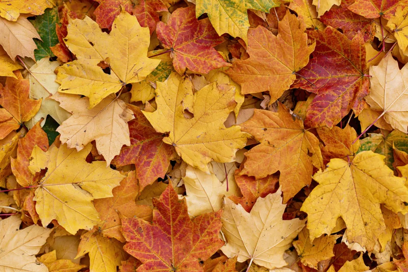 Fallen maple leaves covering the ground in autumn colors
