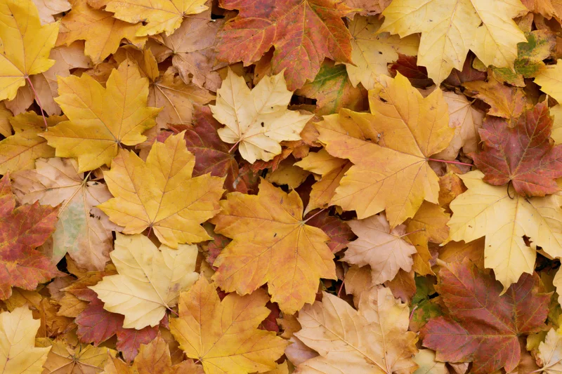 Fallen maple leaves covering the ground in autumn colors