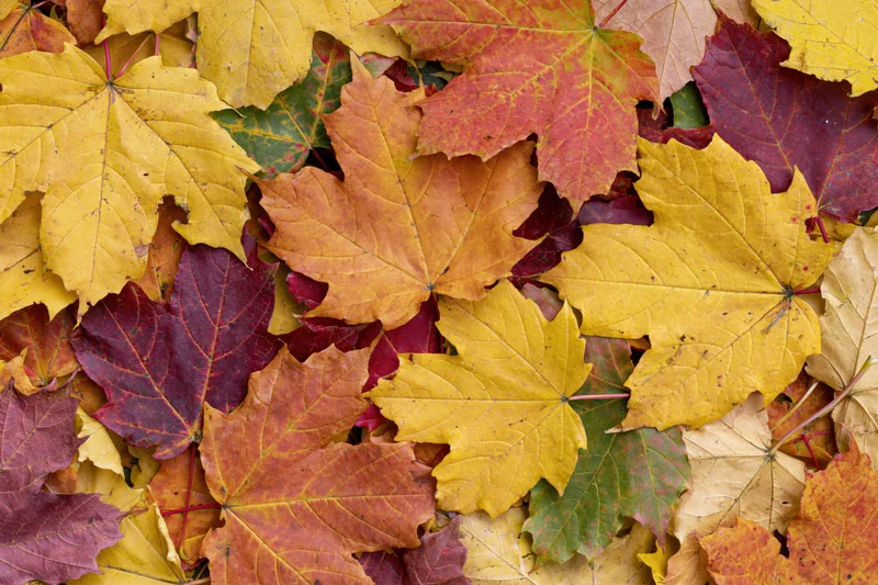 Fallen maple leaves in autumn colors covering the ground in a flat lay arrangement