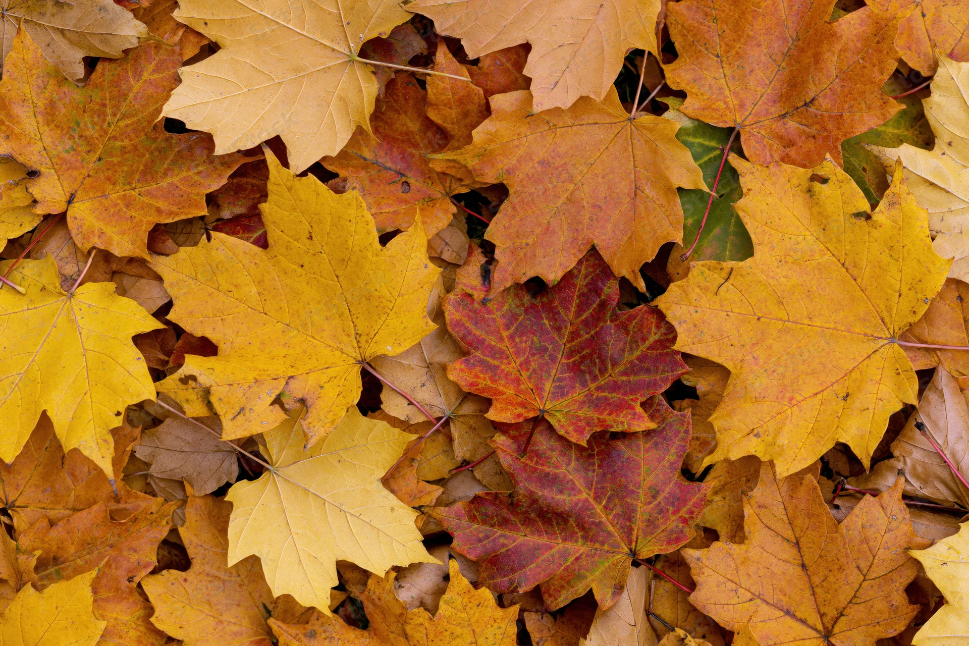 Fallen maple leaves covering the ground in a dense autumn pattern