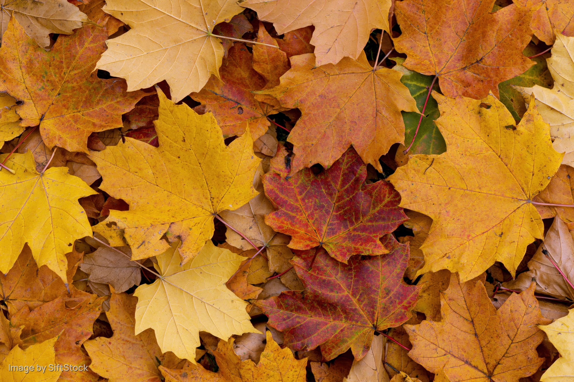 Fallen maple leaves covering the ground in a dense autumn pattern