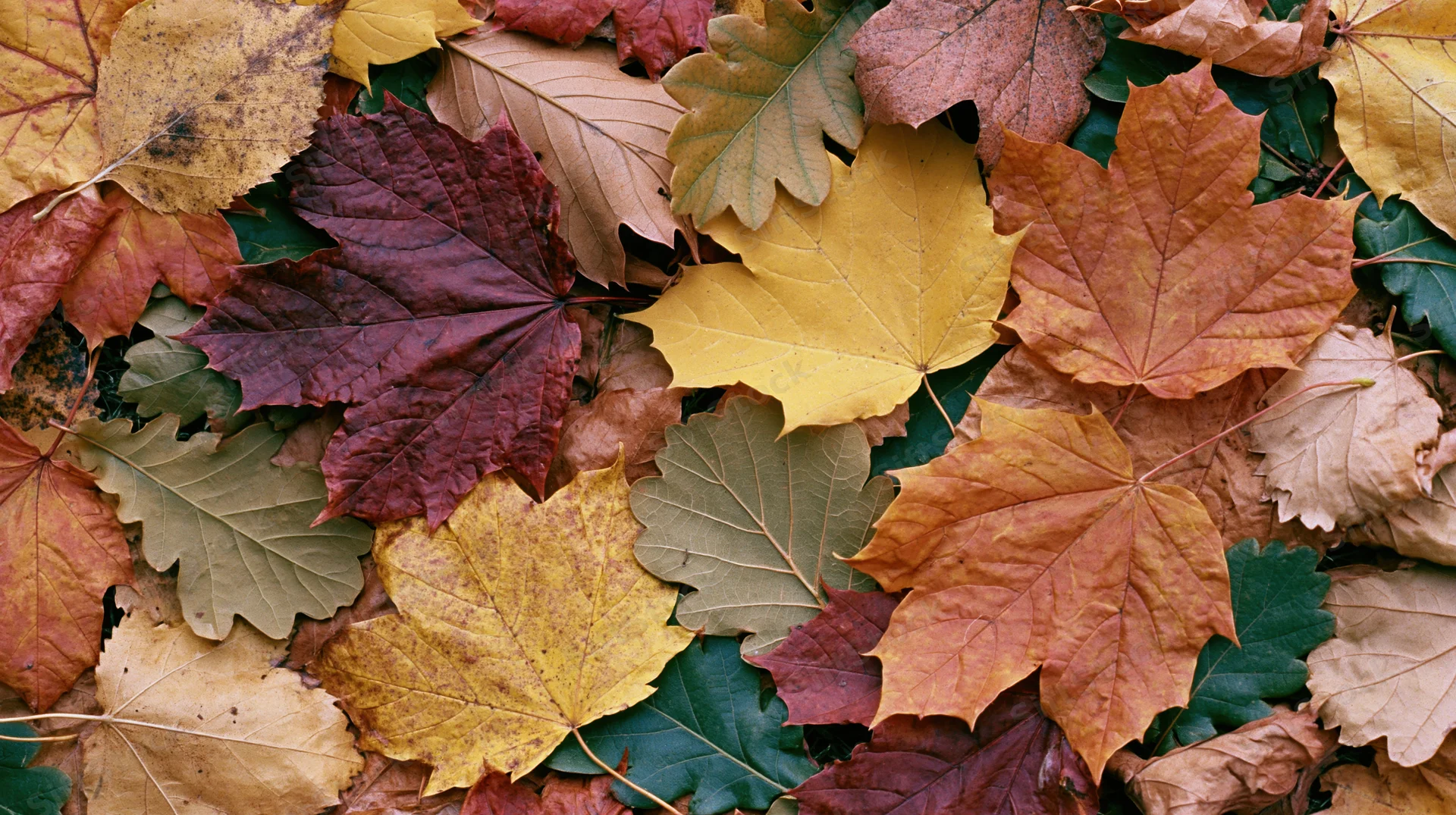 Mixed autumn leaves scattered across ground in flat lay arrangement