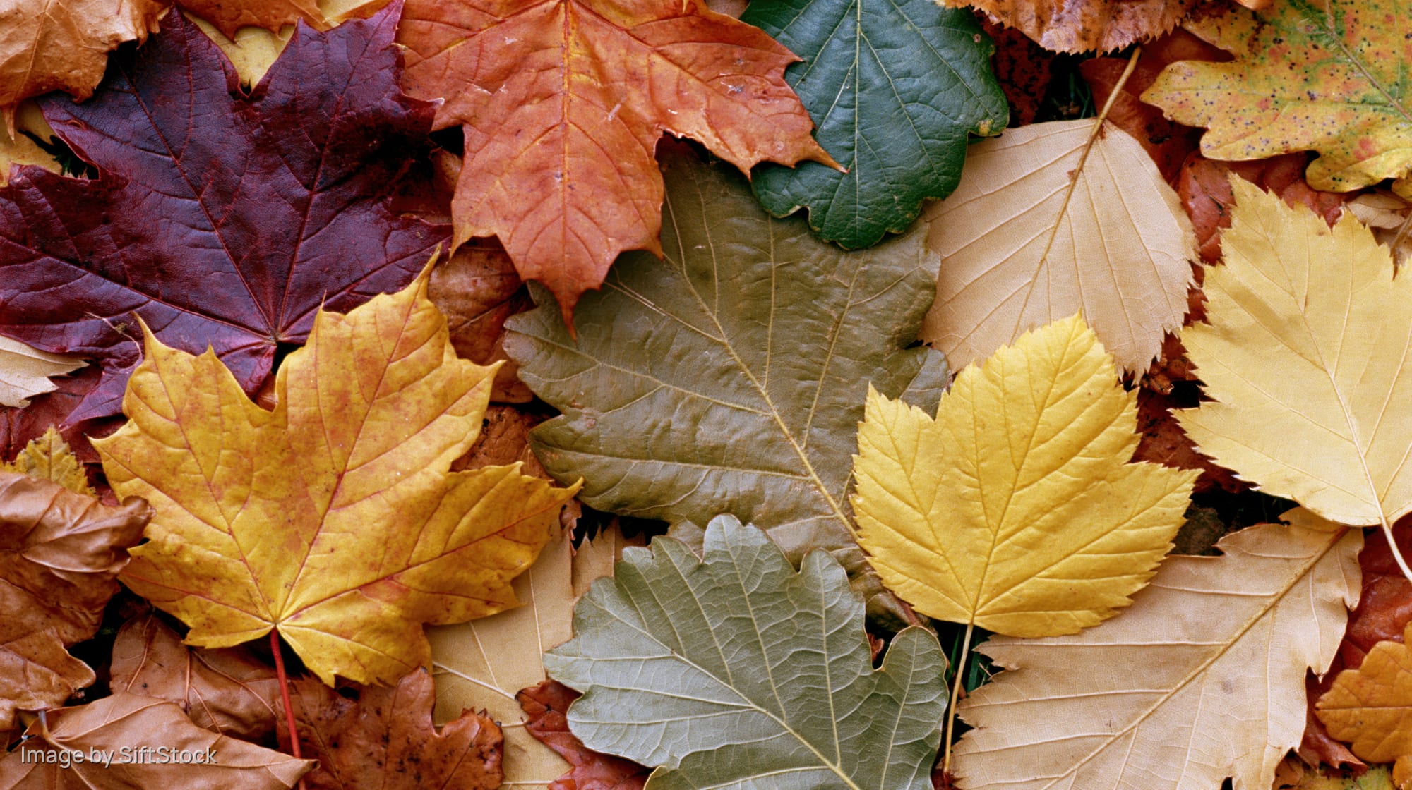 Mixed autumn leaves arranged in a flat lay covering the entire frame