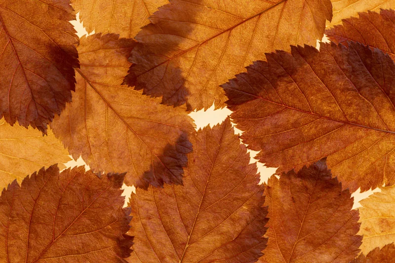 Overlapping autumn leaves arranged in a flat lay pattern on a warm-toned surface