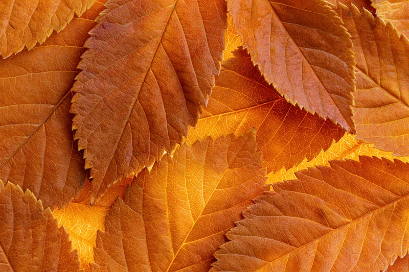 Overlapping autumn leaves arranged in a flat lay filling the frame