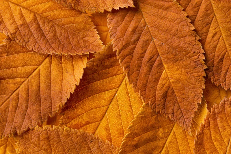 Overlapping autumn leaves arranged in a flat lay filling the frame