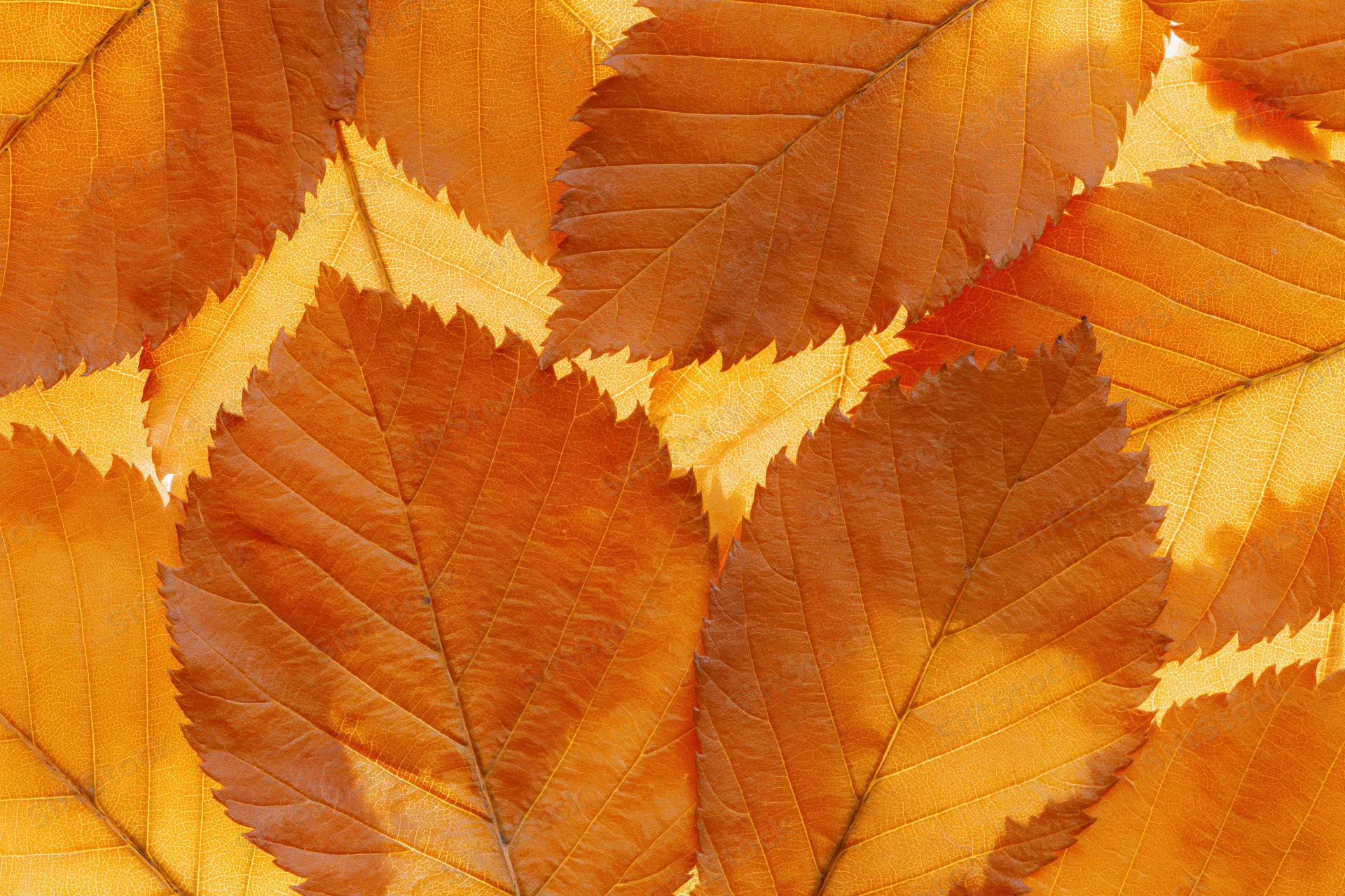 Overlapping autumn leaves arranged in a flat lay filling the frame
