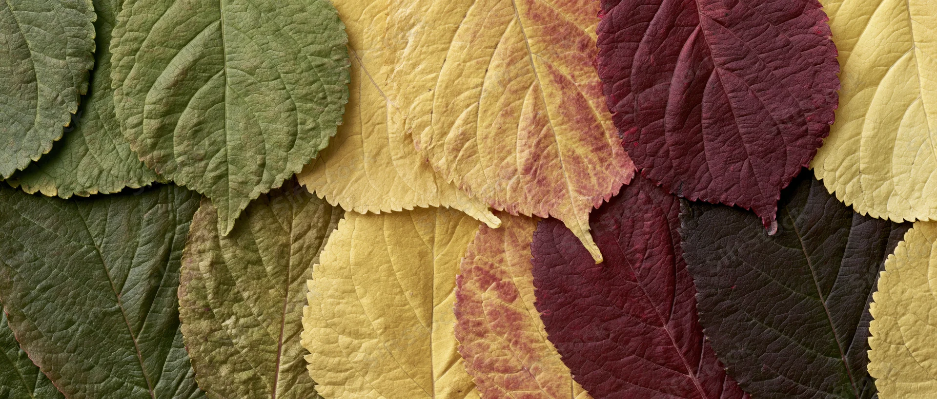 Overlapping autumn leaves arranged in a color gradient flat lay