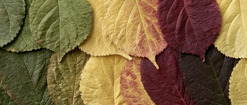 Overlapping autumn leaves arranged in a color gradient flat lay