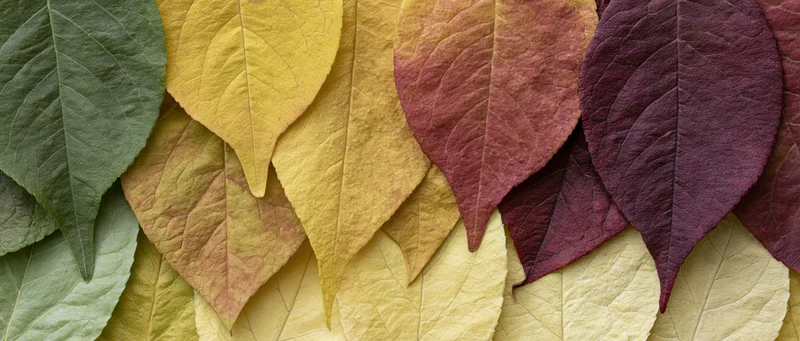 Overlapping autumn leaves arranged in a color gradient flat lay