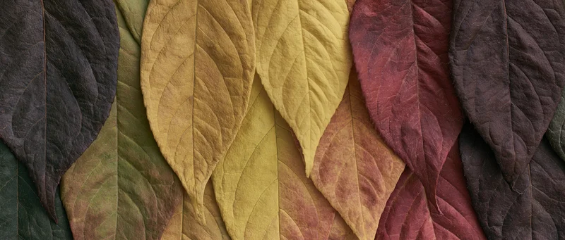 Overlapping autumn leaves arranged in a color gradient flat lay