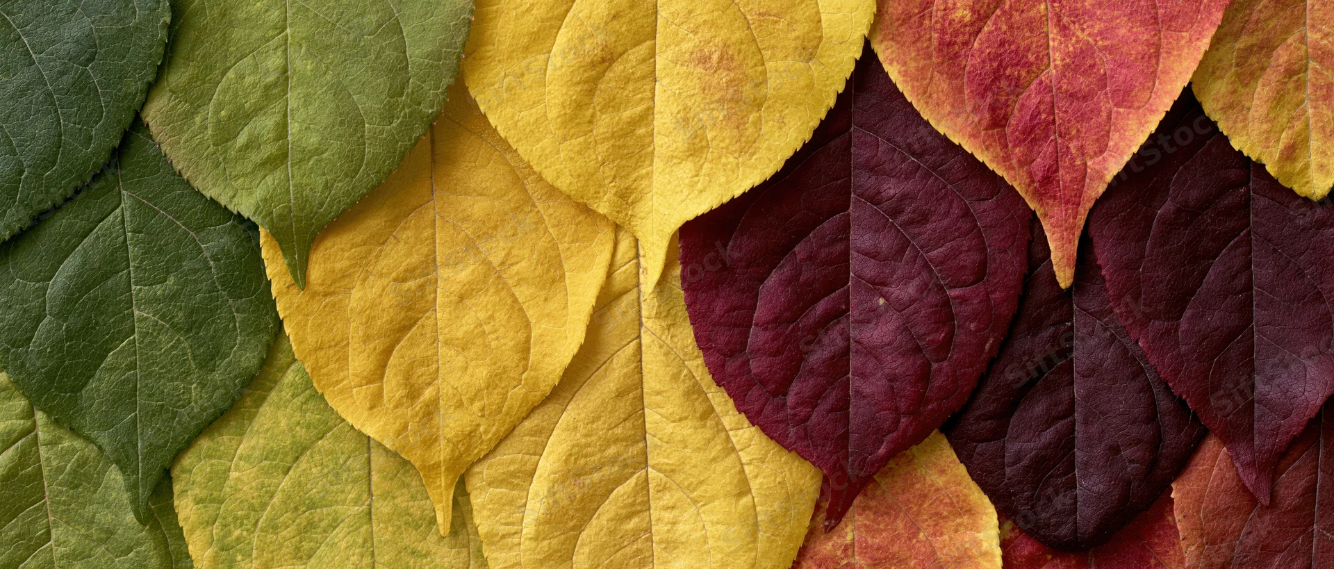 Overlapping autumn leaves arranged in a color gradient from green to red and yellow