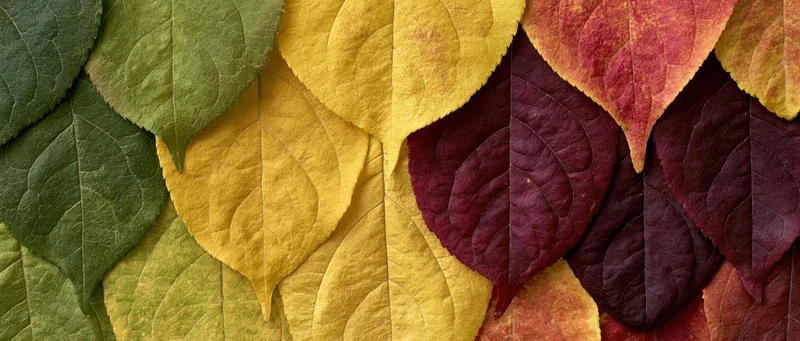 Overlapping autumn leaves arranged in a color gradient from green to red and yellow