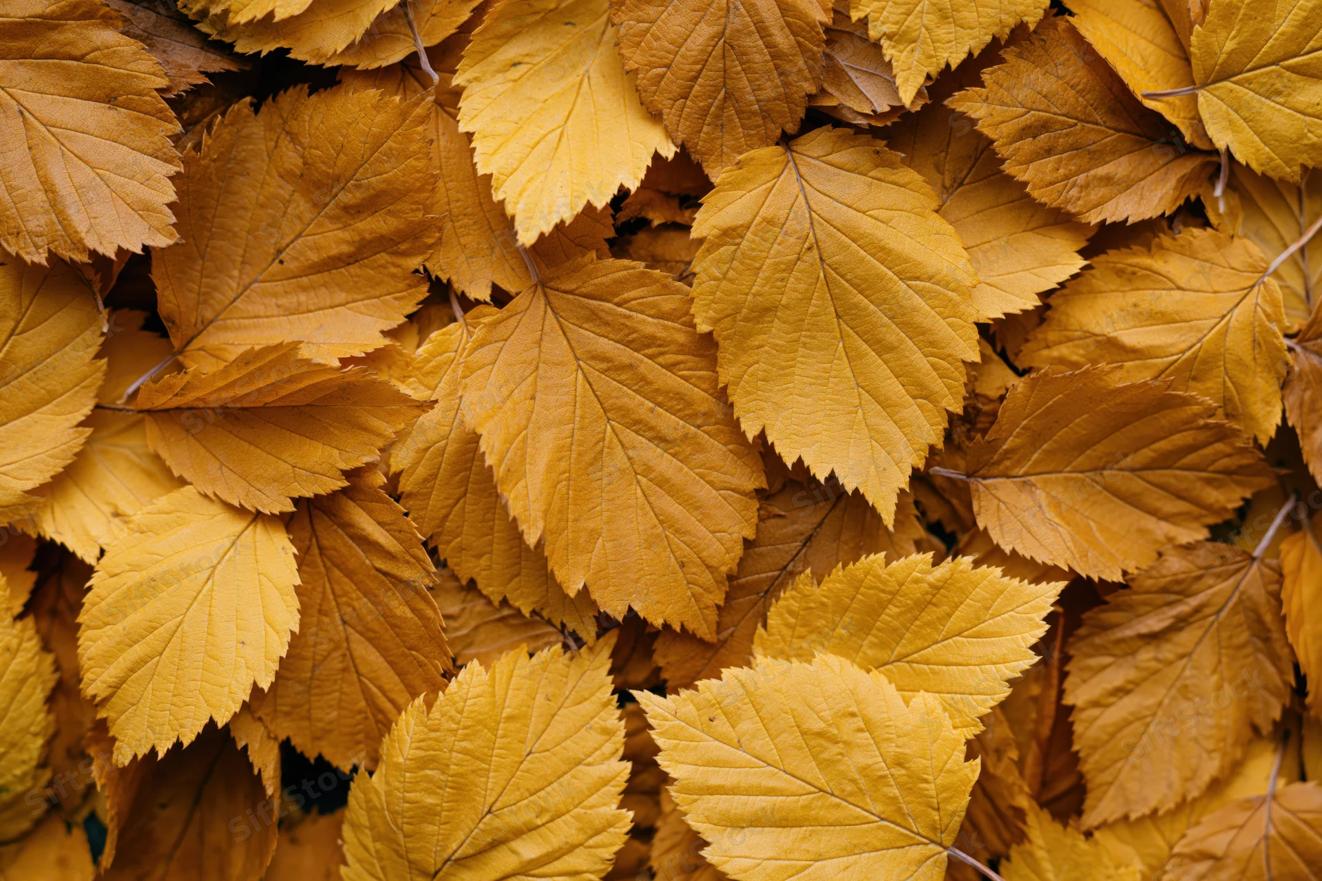 Overlapping autumn leaves filling the frame as a textured natural background