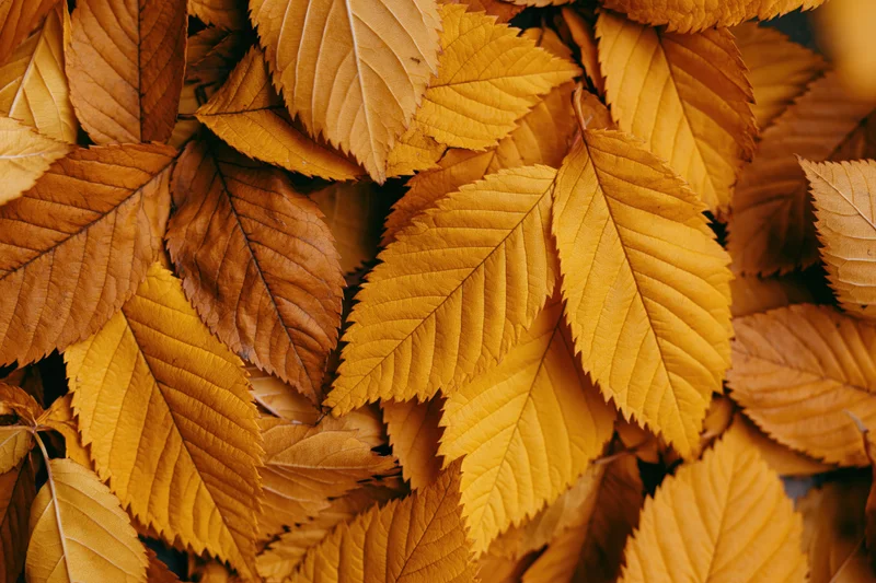 Overlapping autumn leaves filling the frame in a flat lay arrangement