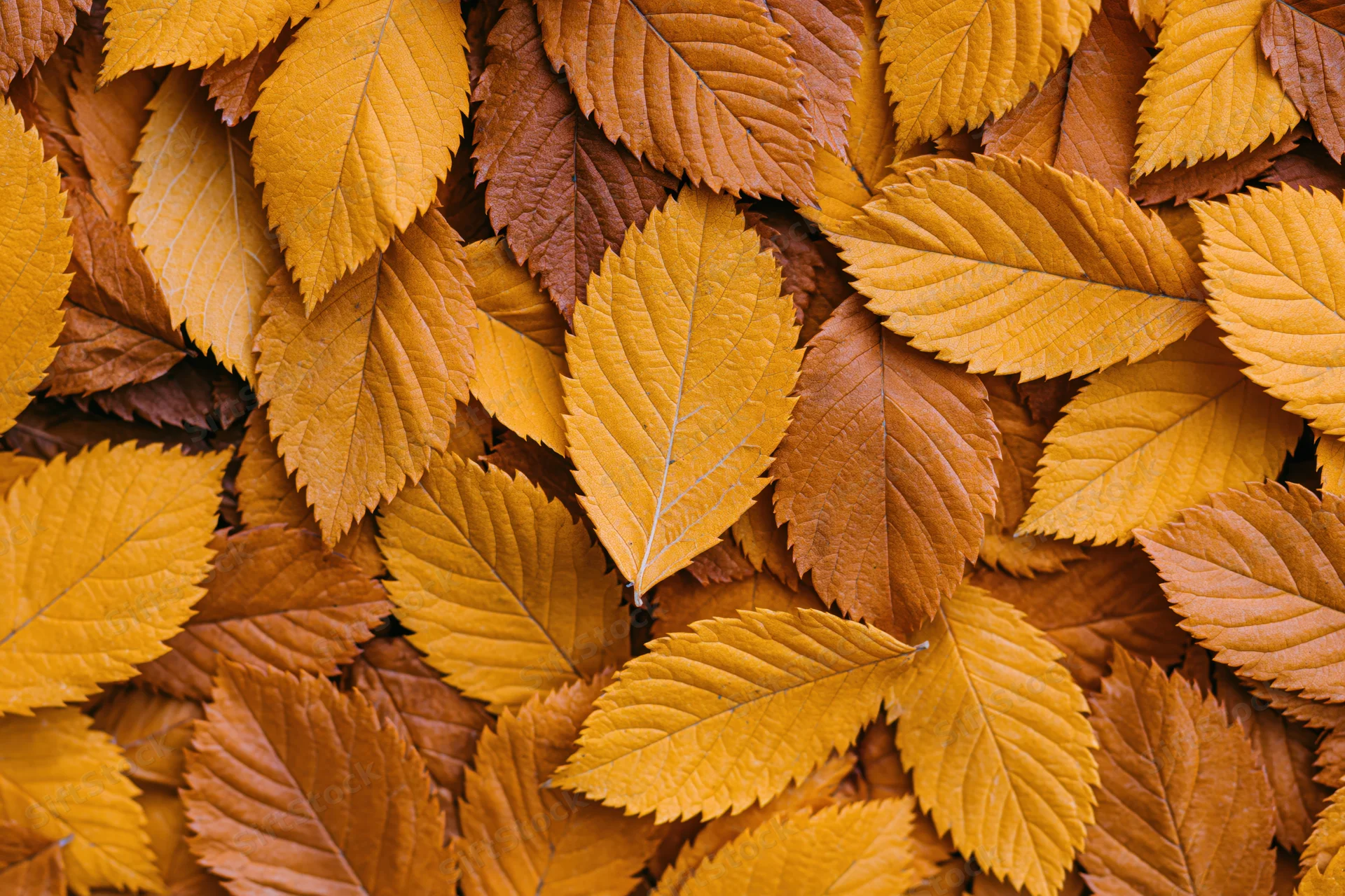 Overlapping autumn leaves filling the frame as a textured natural background
