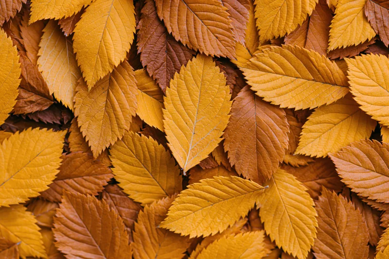 Overlapping autumn leaves filling the frame as a textured natural background