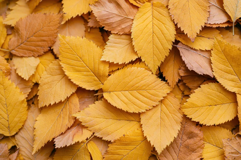 Overlapping autumn leaves covering the ground in a dense natural pattern