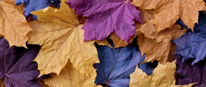 Overlapping maple leaves in autumn colors arranged flatly on a surface