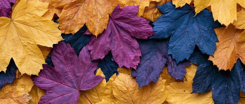Overlapping maple leaves in autumn colors arranged in a flat lay pattern