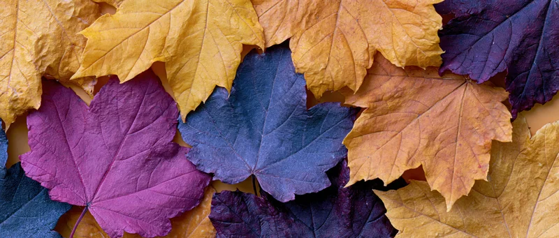 Overlapping maple leaves in autumn colors arranged in flat lay composition