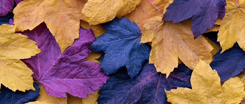 Overlapping maple leaves in autumn colors arranged in a flat lay composition
