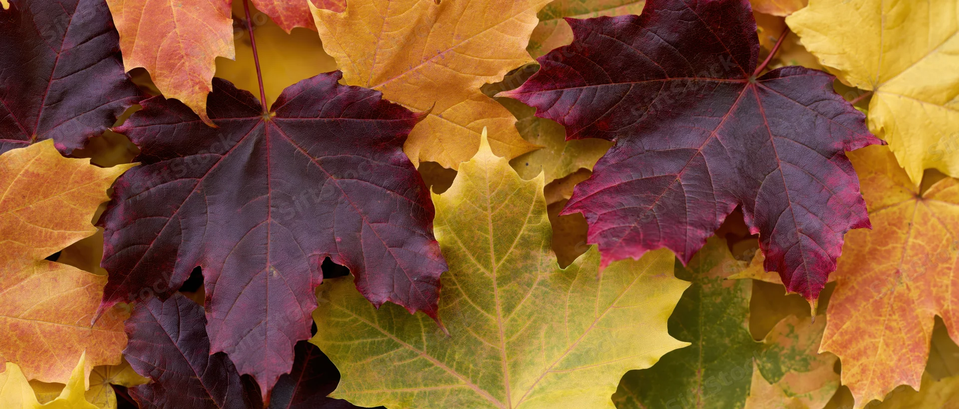 Overlapping maple leaves in autumn colors arranged in a flat lay view