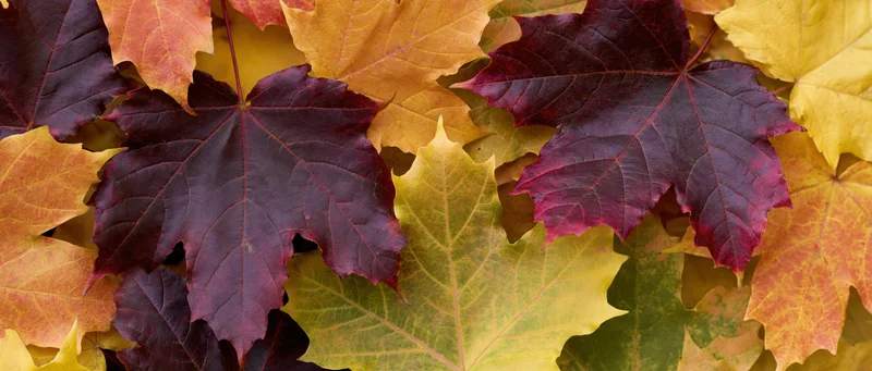 Overlapping maple leaves in autumn colors arranged in a flat lay view
