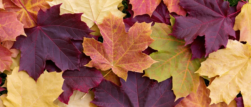 Overlapping maple leaves in autumn colors arranged flat on ground