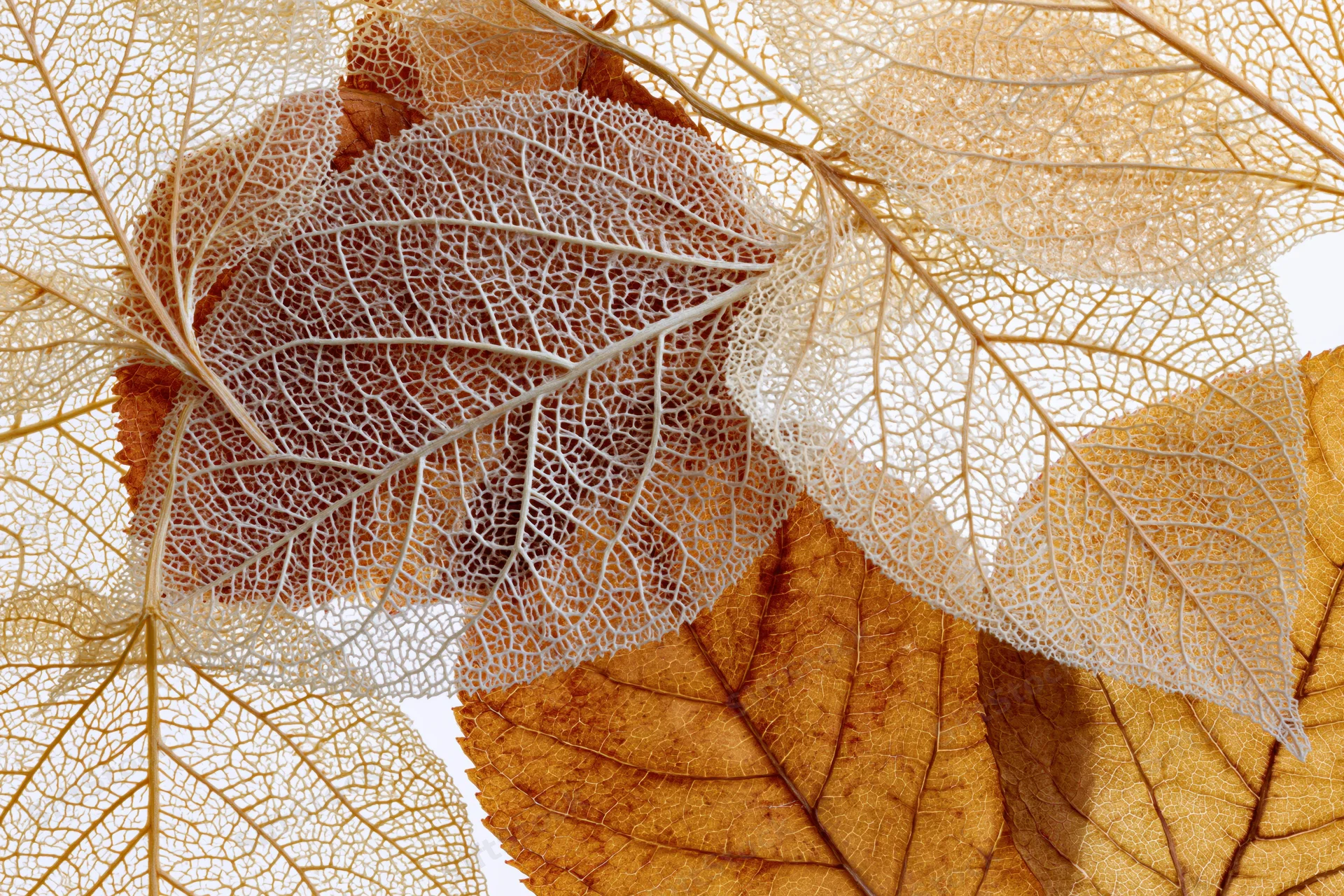 Skeletal dried leaves layered over whole autumn leaves on white background