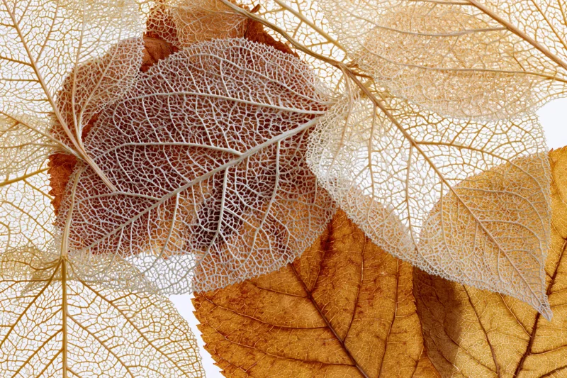 Skeletal dried leaves layered over whole autumn leaves on white background