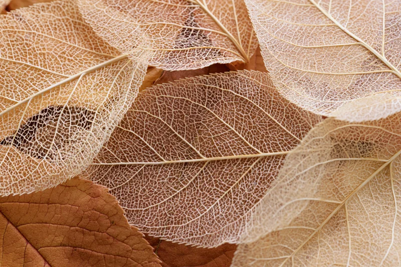Skeletal dried leaves layered over whole autumn leaves in a flat composition