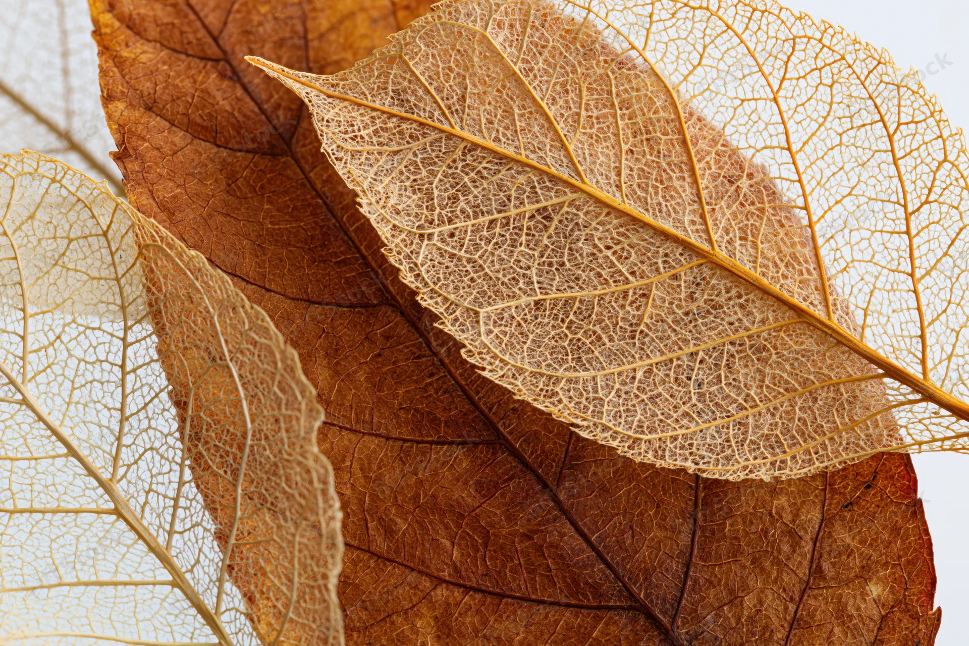 Skeletal dried leaves layered over whole autumn leaves on white background