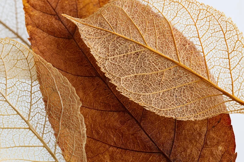 Skeletal dried leaves layered over whole autumn leaves on white background