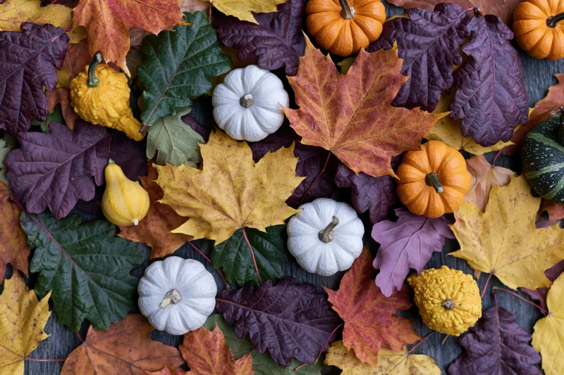 Small decorative pumpkins and gourds scattered among colorful autumn leaves on a wooden surface
