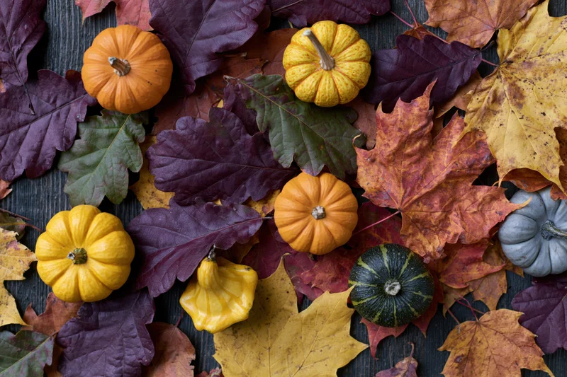 Small decorative pumpkins and gourds scattered among colorful autumn leaves on dark wooden surface