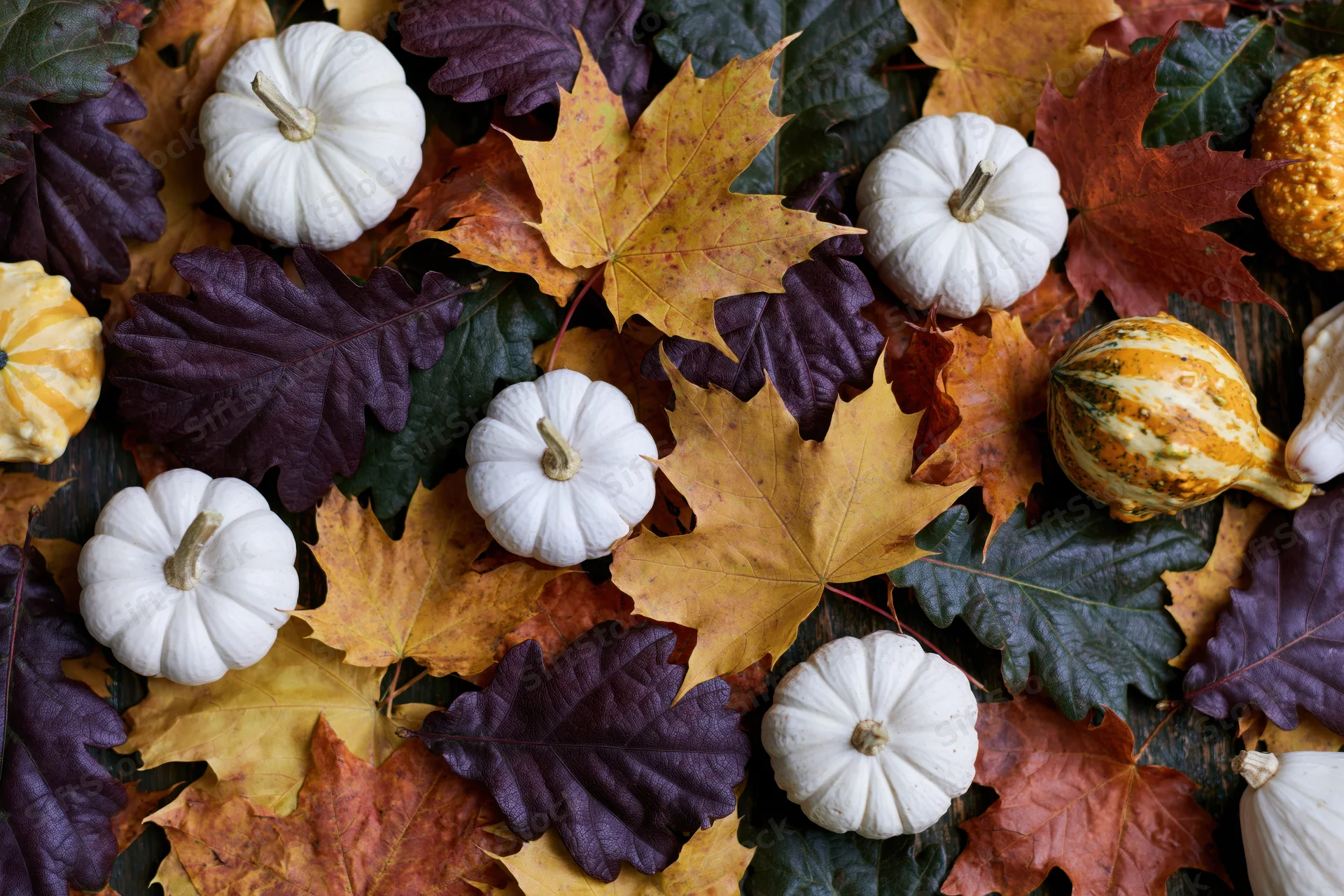 Small white and striped pumpkins and gourds arranged with colorful autumn leaves in a flat lay composition