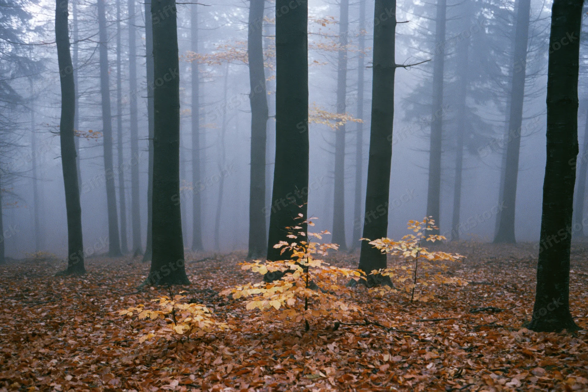 Foggy autumn forest with tall dark tree trunks receding into mist and scattered golden leaves on the ground