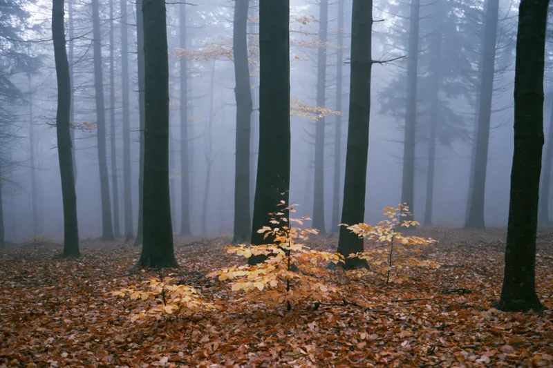 Foggy autumn forest with tall dark tree trunks receding into mist and scattered golden leaves on the ground