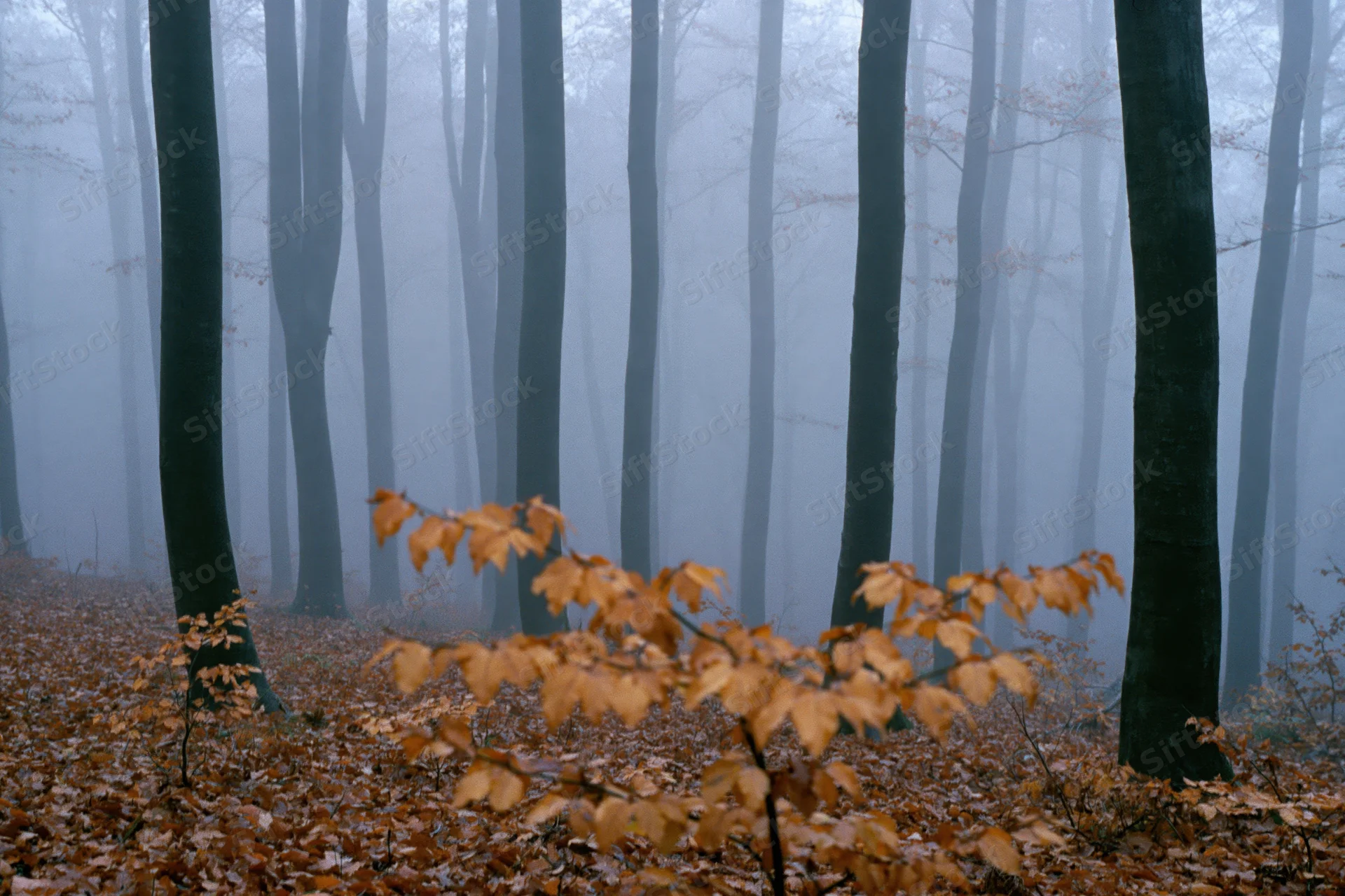 Foggy autumn forest with dark tree trunks receding into mist and fallen leaves on the ground