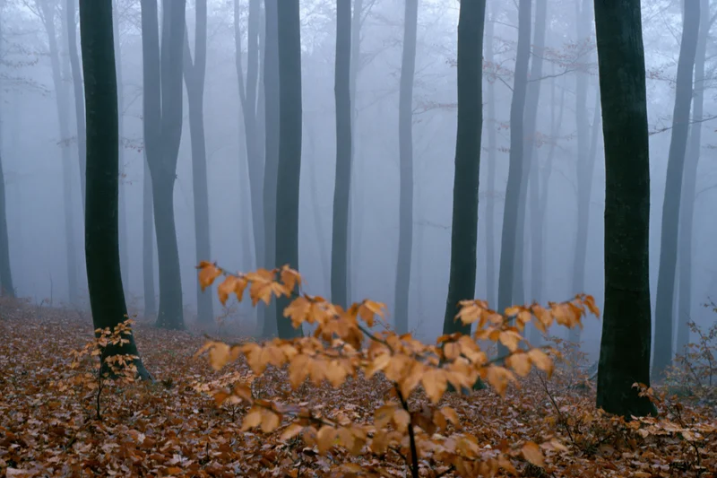 Foggy autumn forest with dark tree trunks receding into mist and fallen leaves on the ground