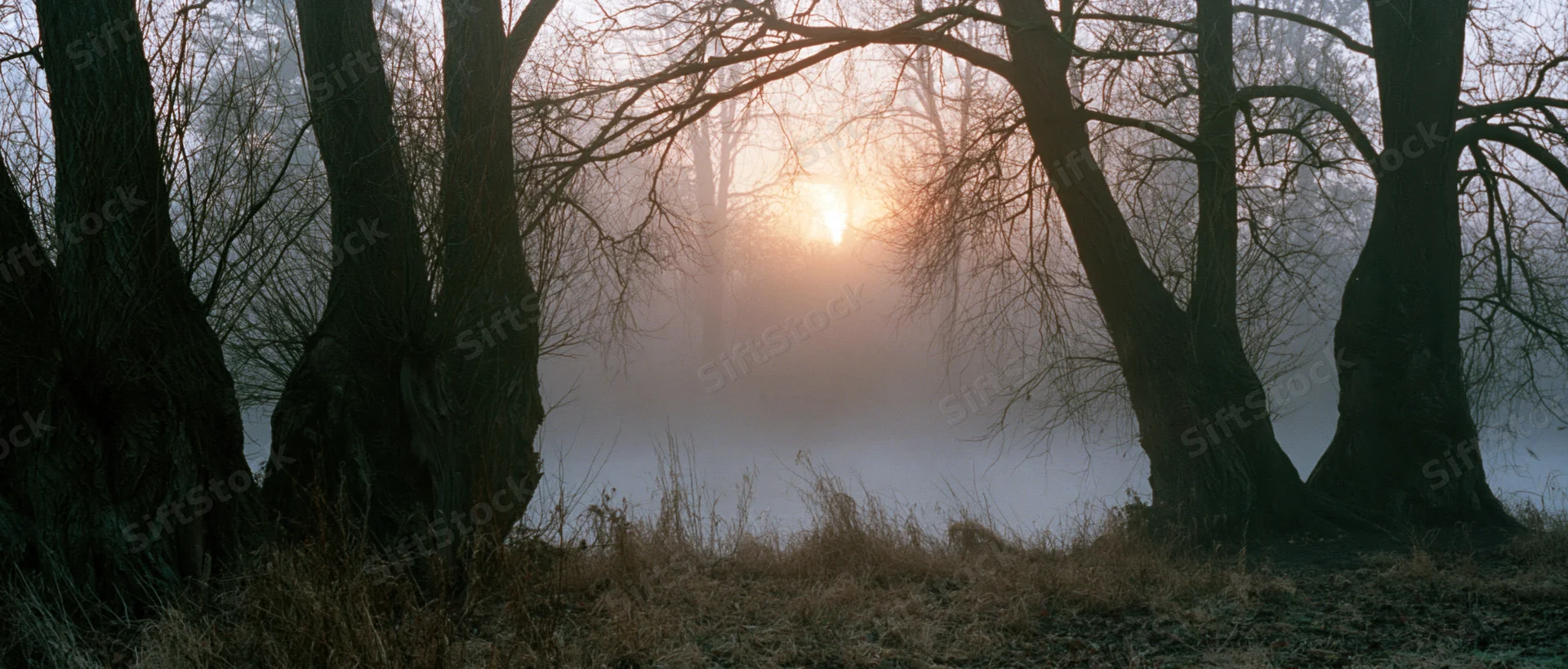 Bare ancient willow trees framing a foggy sunrise over a misty woodland at dawn