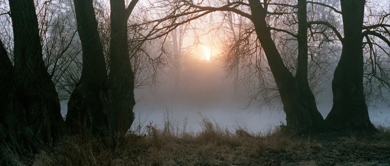 Bare ancient willow trees framing a foggy sunrise over a misty woodland at dawn