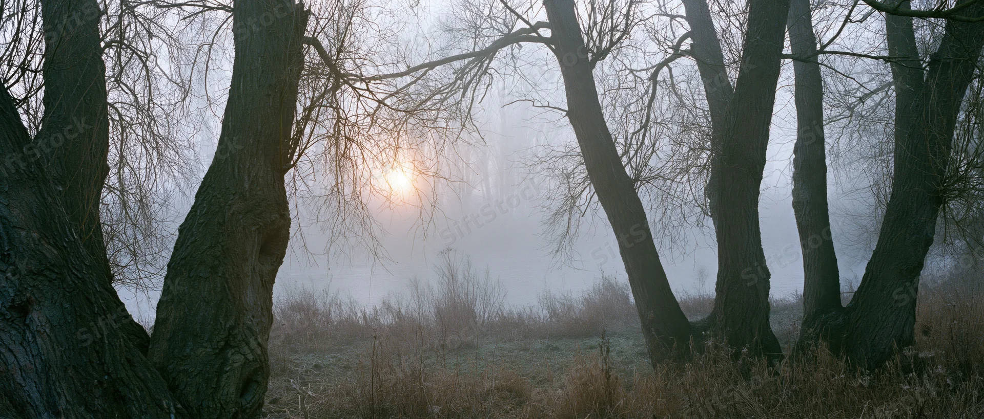 Bare ancient willow trees framing a foggy winter woodland at dawn