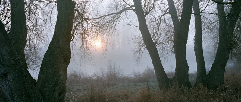 Bare ancient willow trees framing a foggy winter woodland at dawn