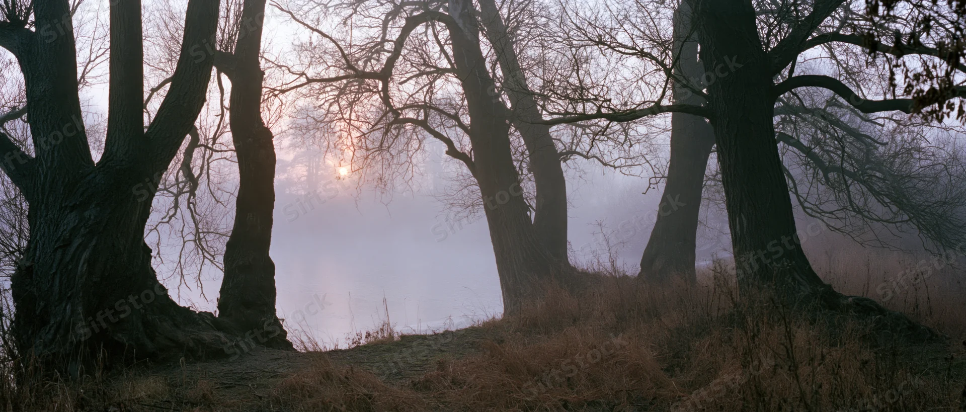 Ancient bare willow trees in a foggy winter woodland at dawn
