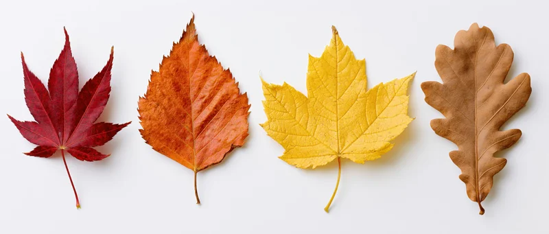 Four autumn leaves arranged in a horizontal row on a white background