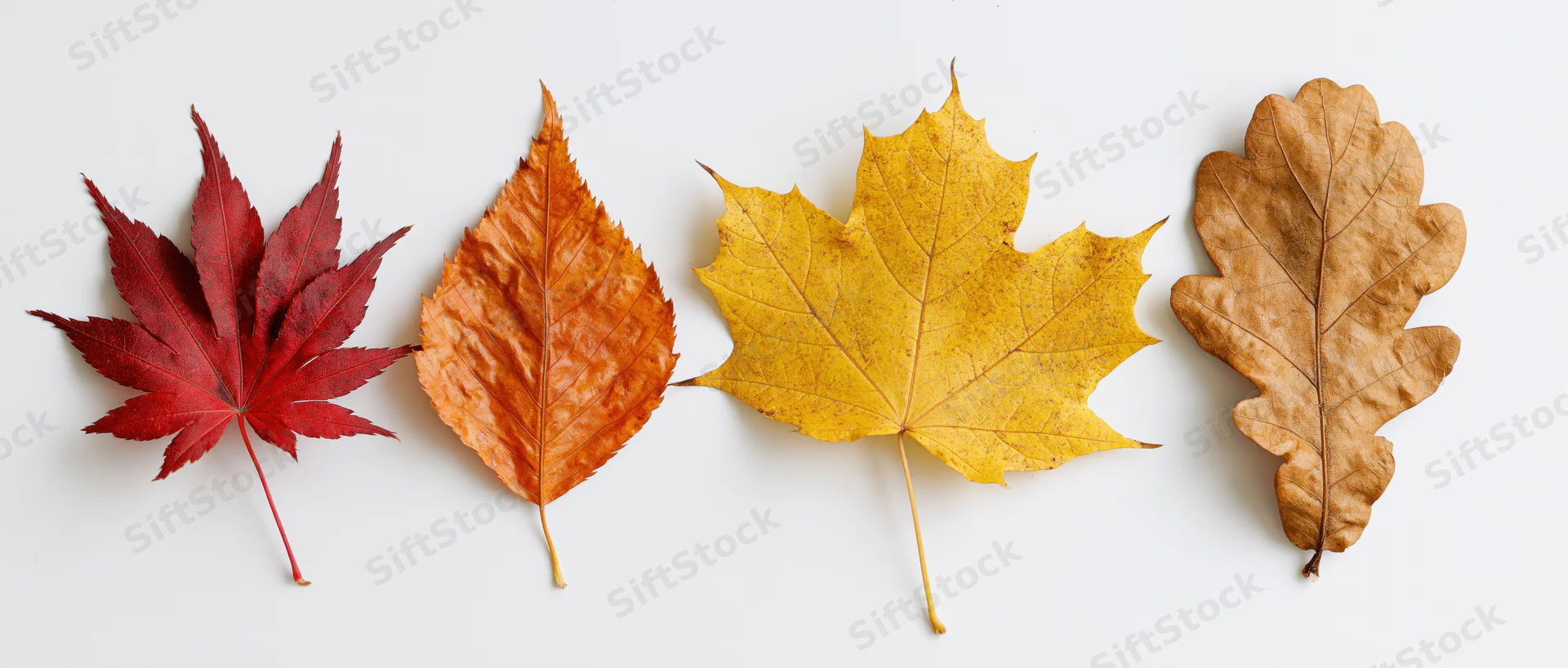 Four autumn leaves arranged in a horizontal row on a white background