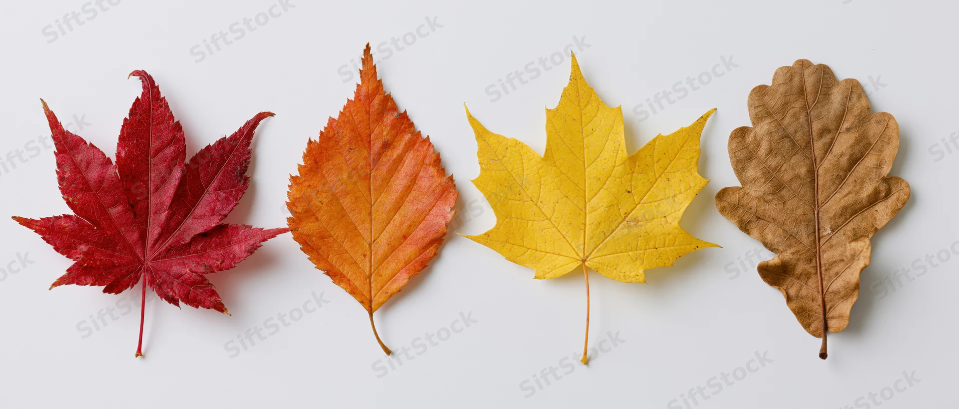 Four autumn leaves arranged in a horizontal row on a white background