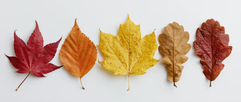 Five autumn leaves arranged in a horizontal row on a white background